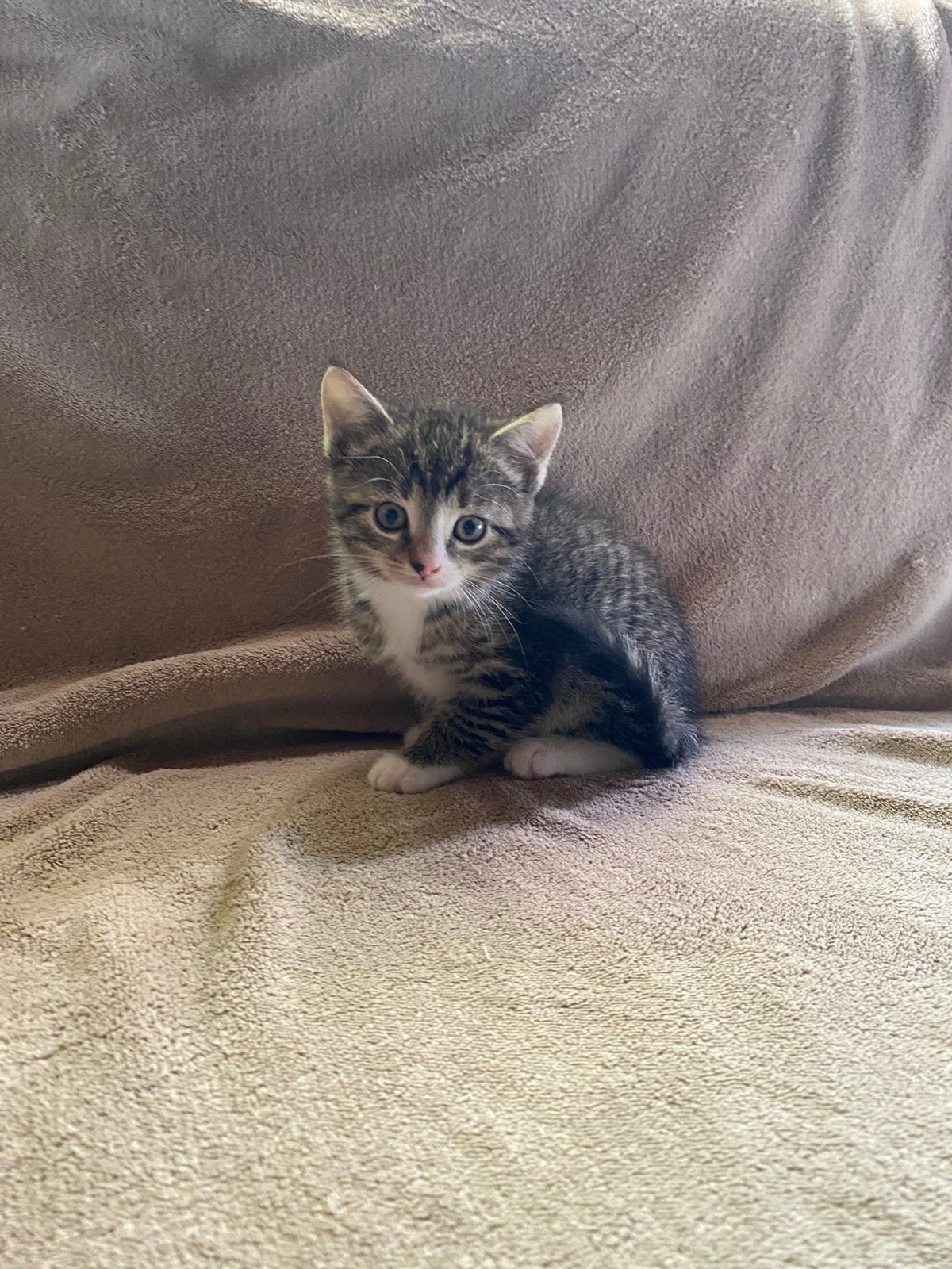 Lieve boerderij kittens