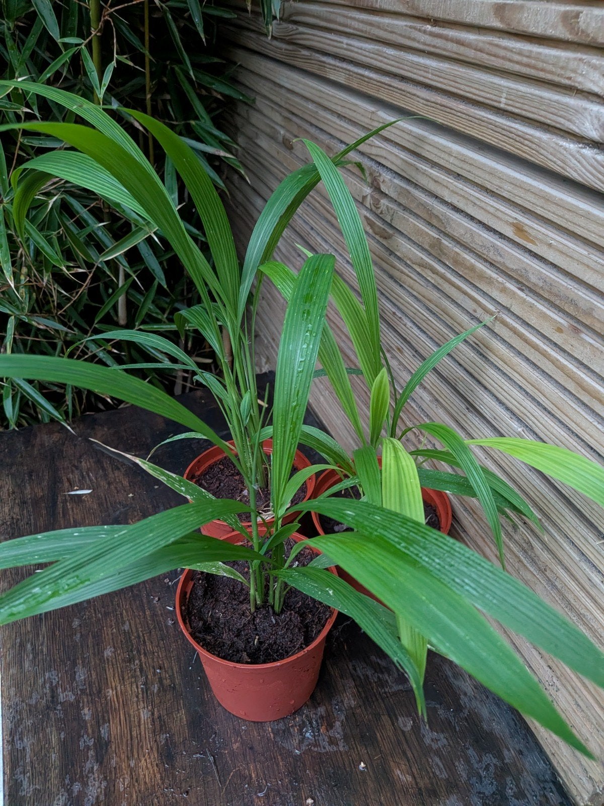 Setaria palmifolia p9 • Palmgras, Ophalen, Overige soorten, Halfschaduw