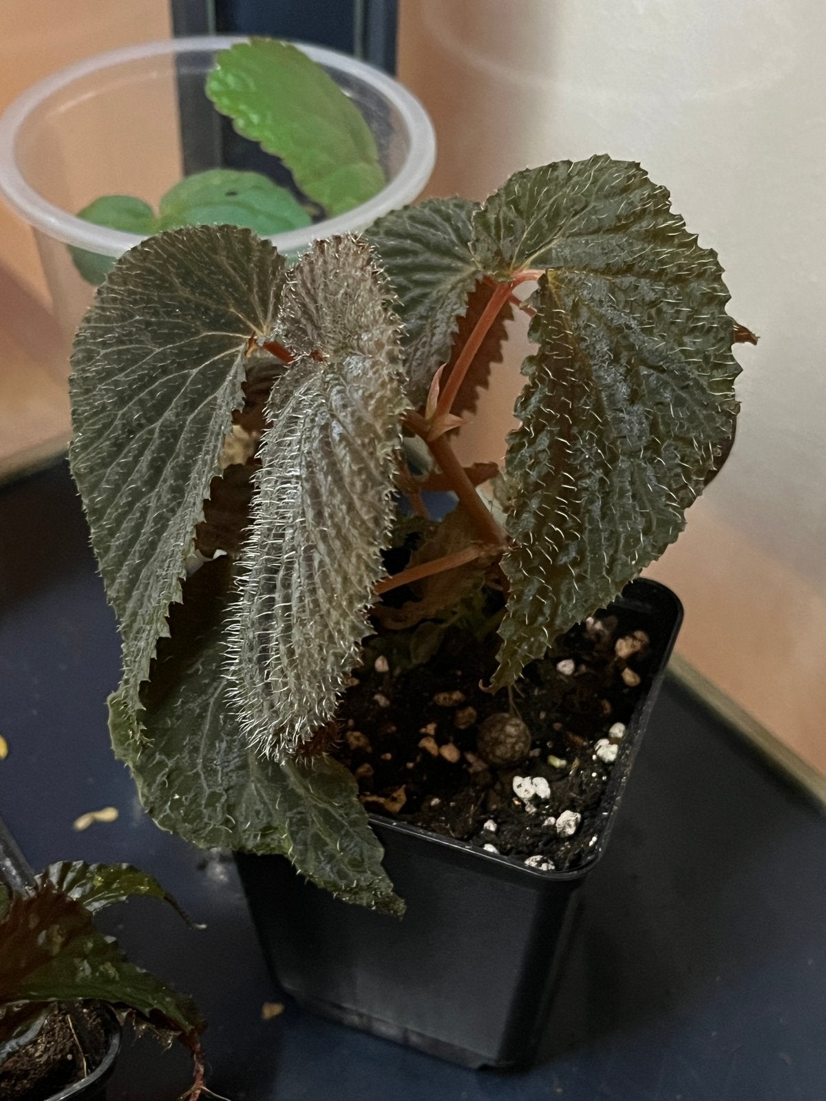 Begonia SP Borneo, Ophalen of Verzenden, Overige soorten, Halfschaduw, Minder dan 100 cm