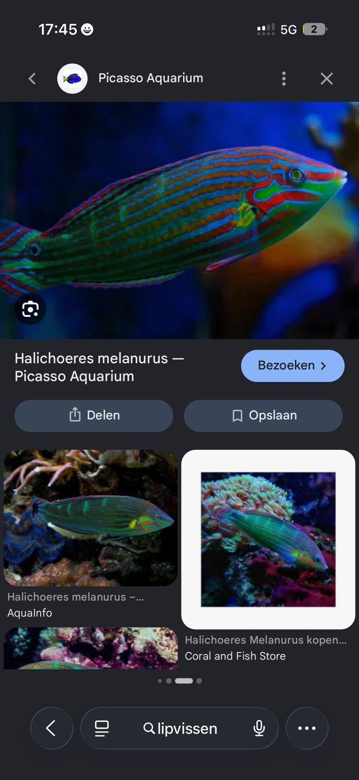 Halichoeres melanurus – Regenboog Lipvis, Vis, Zoutwatervis