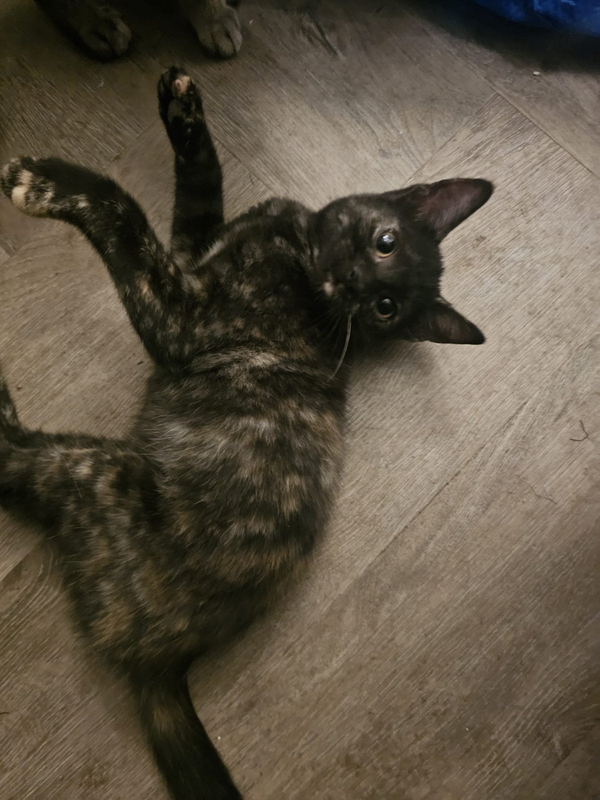 5 lieve kittens zoeken een huisje!!, Dieren en Toebehoren, Katten en Kittens | Overige Katten