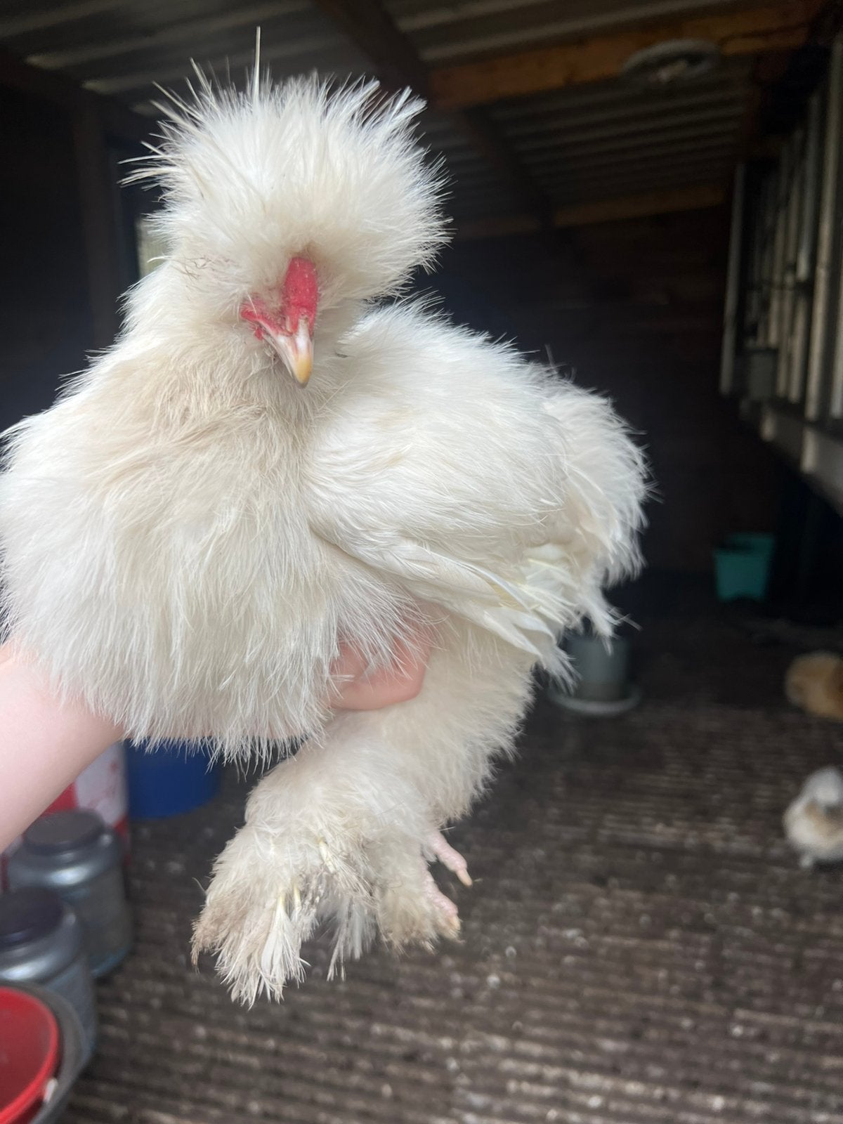 Twee prachtige witte usa zijdehoen(der) hanen, Dieren en Toebehoren, Mannelijk, Kip