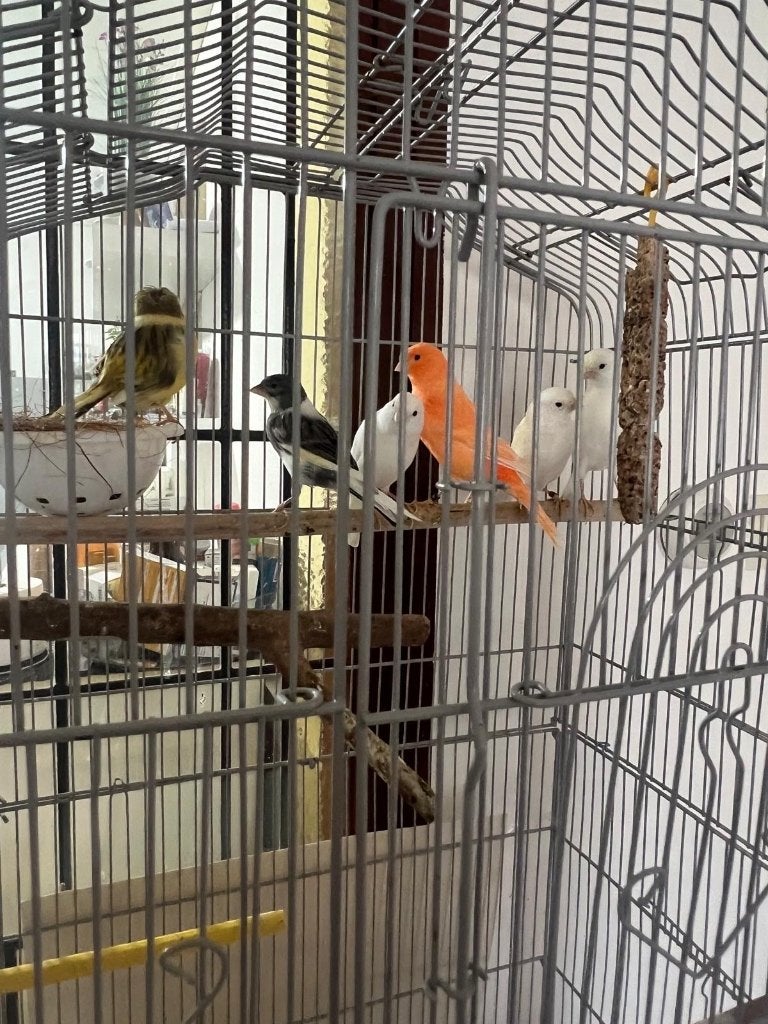 6 jonge kanaries inclusief kooi en toebehoren, Dieren en Toebehoren, Mannelijk, Kleurkanarie