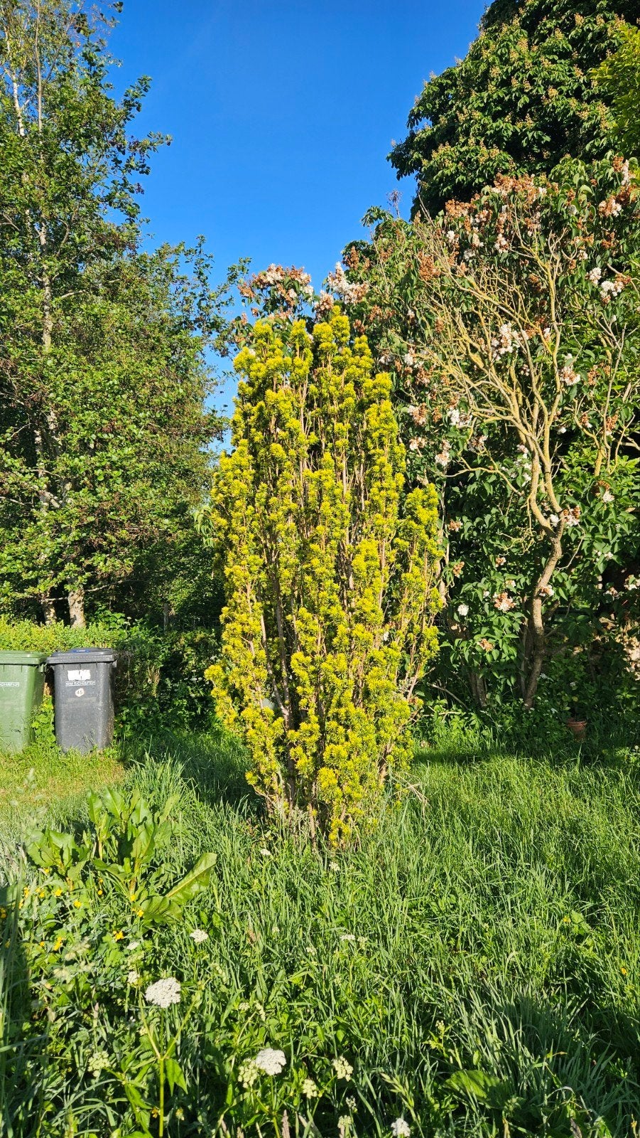 Taxus van 2.5 a 3 meter, gratis, Tuin en Terras, Planten | Bomen, Zuilboom, 250 tot 400 cm, Ophalen