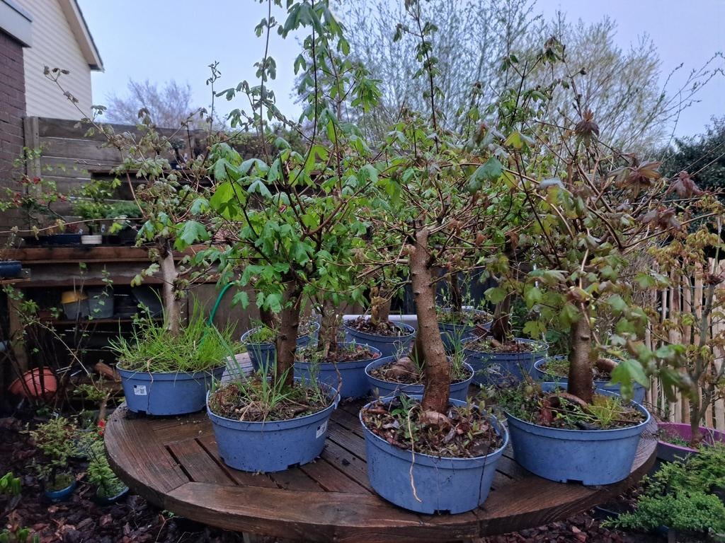 Acer Campestris Bonsai Starters - Prachtige Oude Esdoorns, Tuin en Terras, Ophalen