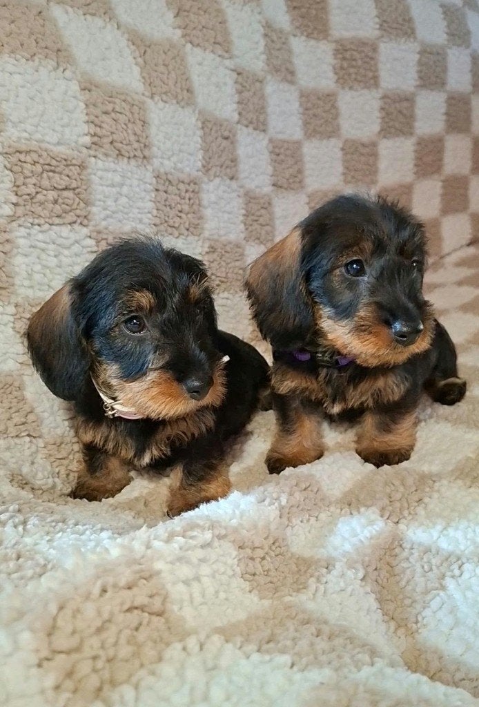 Dwergteckel puppy's, Dieren en Toebehoren, 8 tot 15 weken, Dwerg, Meerdere, Meerdere dieren