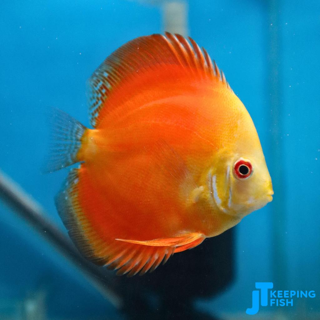 Red Melon Discus 6-8 cm, Vis, Zoetwatervis