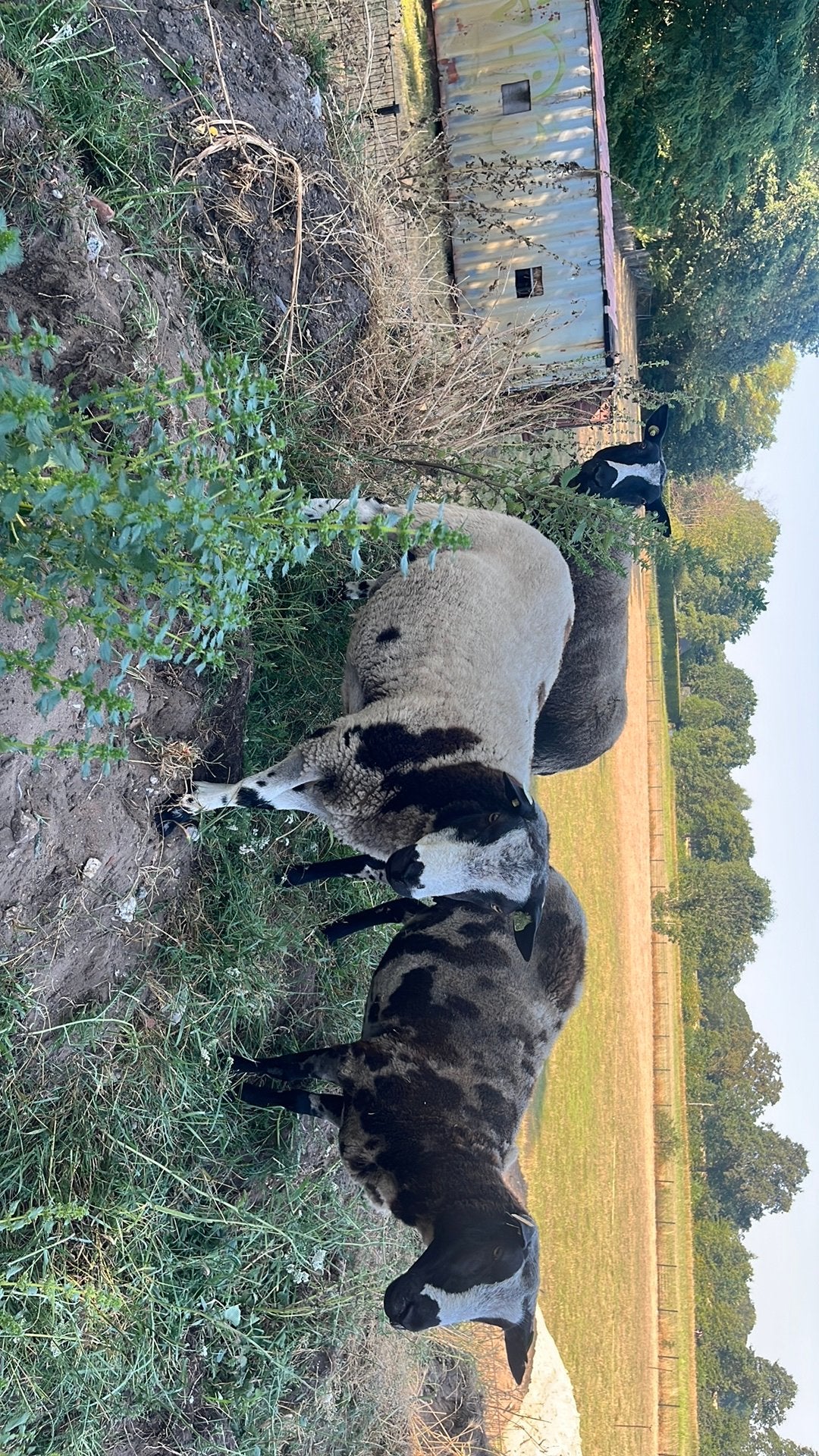 Mooie bonte ram 2025, Dieren en Toebehoren