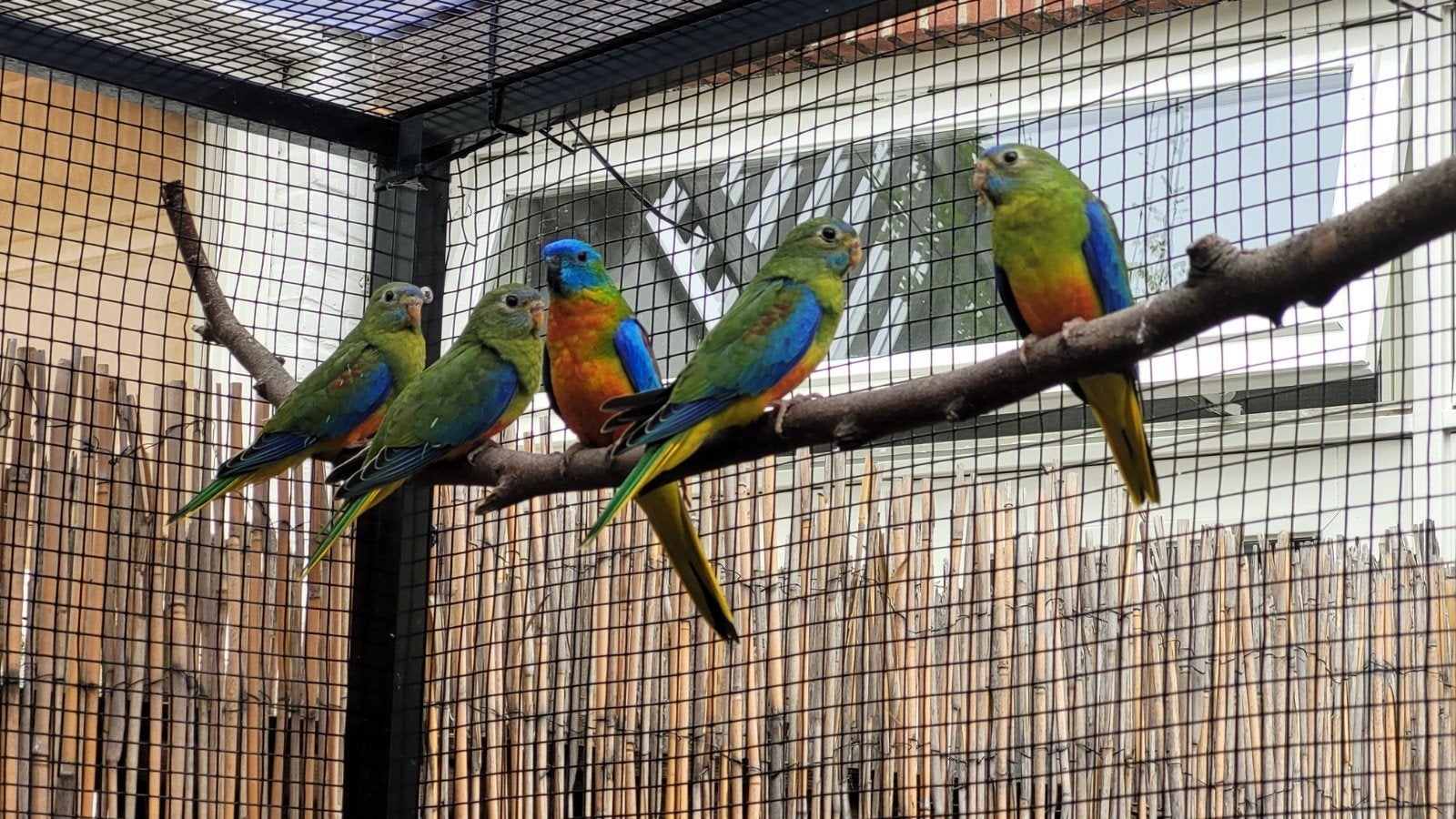 Turquoisine parkiet, Meerdere dieren, Parkiet