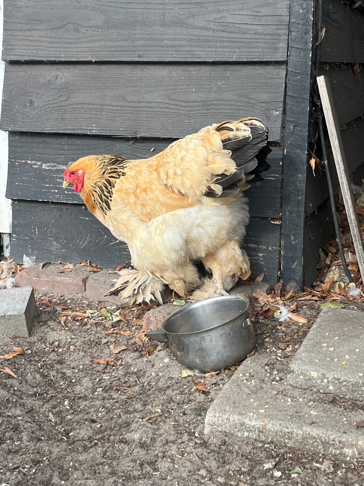 Buff Columbia zeart hen, Dieren en Toebehoren
