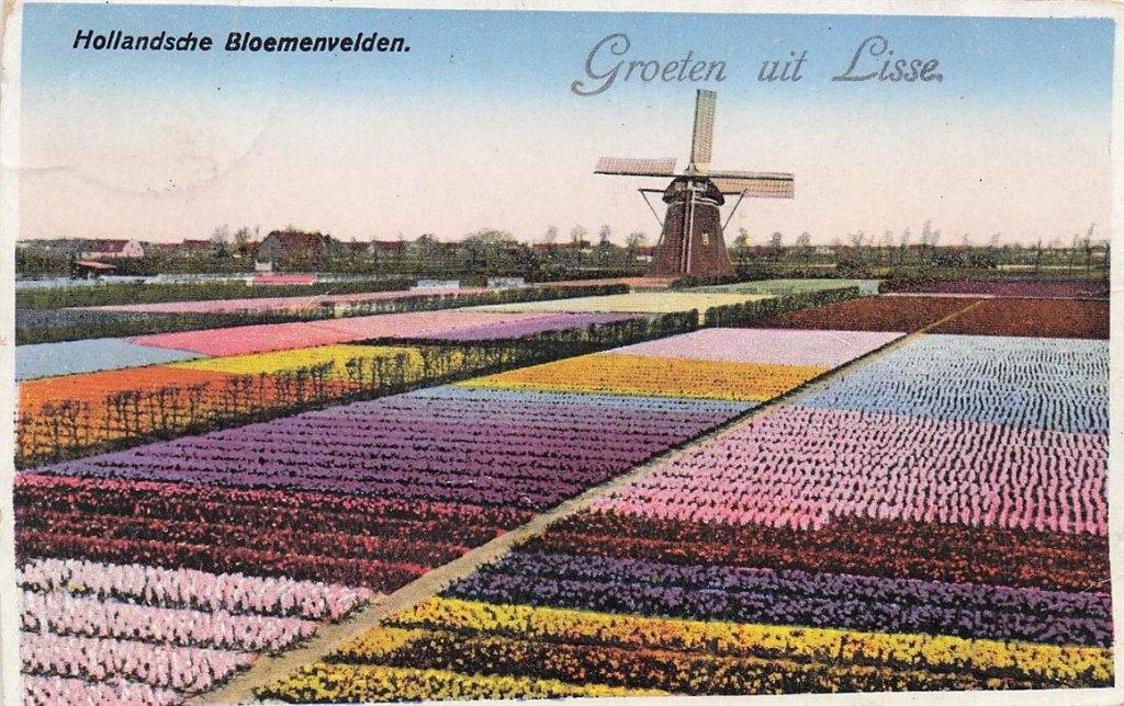 703-486-031 Hollandsche Bloemenvelden Groeten uit Lisse, Verzenden, Voor 1920, Zuid-Holland