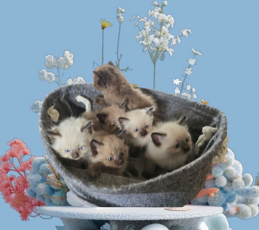Ragdoll kitten stamboom kampioen lijn., Dieren en Toebehoren, Katten en Kittens | Raskatten | Langhaar, Poes, Met stamboom