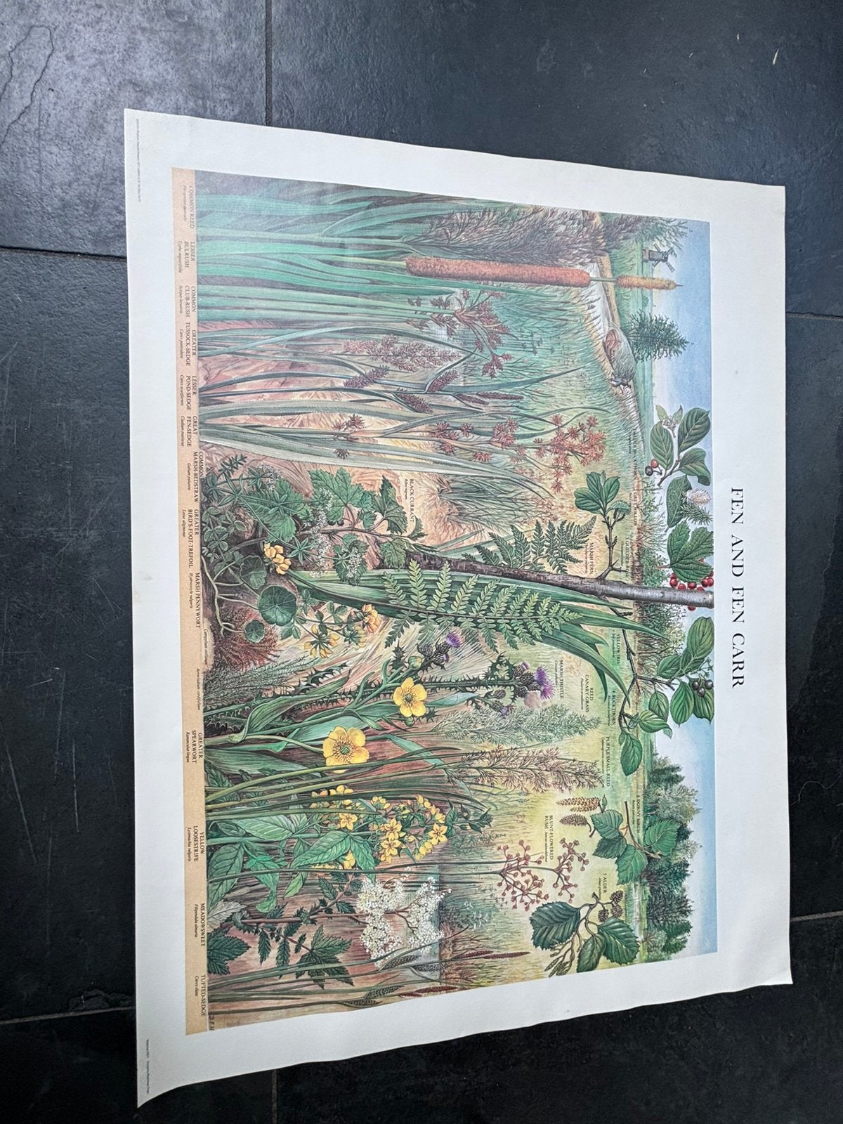 Natuurhistorische poster, A1 formaat, Fen and fen carr, Ophalen of Verzenden, Gebruikt, A1 t/m A3, Film en Tv