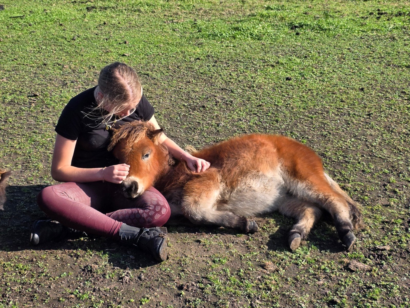 Prachtig lief Mini-Pony hengstveulen, Niet van toepassing, A pony (tot 1.17m), Gechipt, 0 tot 2 jaar