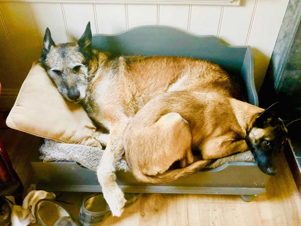 Handgemaakt honden-bed ledikant massief hout, Ophalen, Zo goed als nieuw, Overige