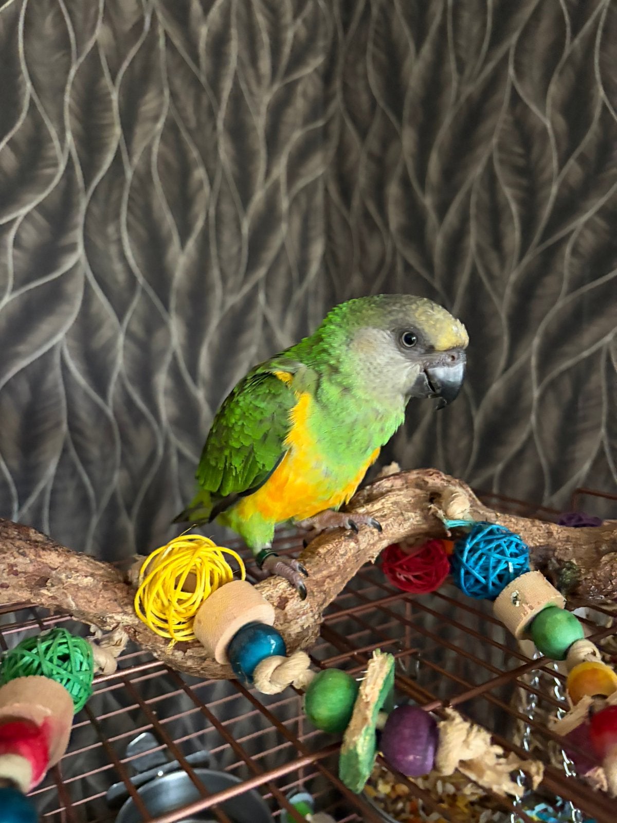 4 maanden jonge super tamme bonte boer met certificaat, Mannelijk, Papegaai