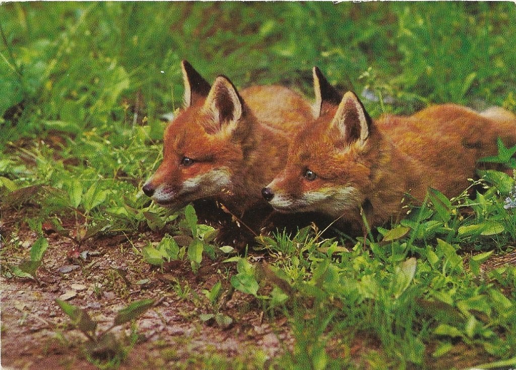 Ansichtkaart  	Apeldoorn	Woldhuis	Jonge vossen, Verzenden, 1980 tot heden, Ongelopen, Gelderland