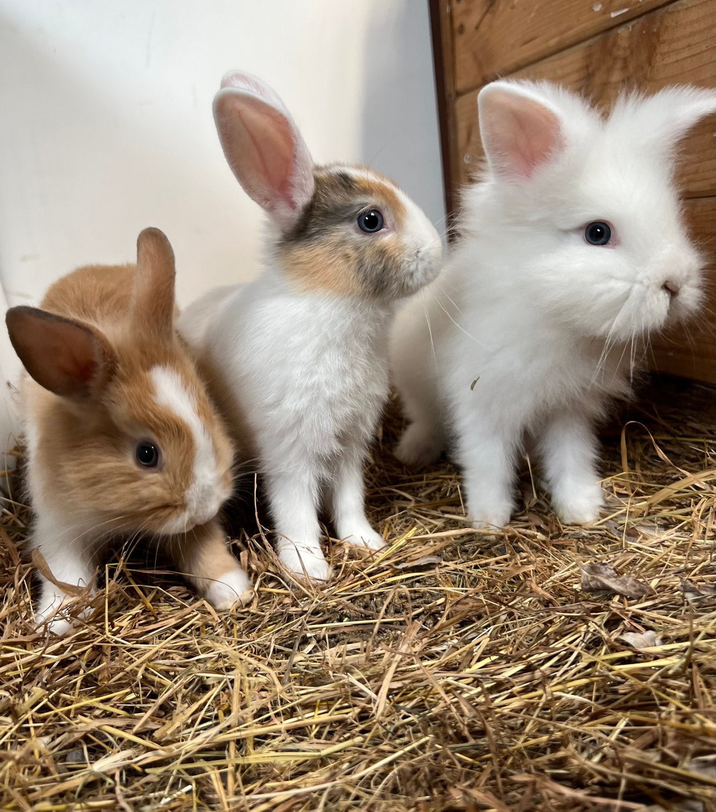 Hangoortjes, leeuwekopjes en staande oortjes, zeer mak, Meerdere dieren, Dwerg