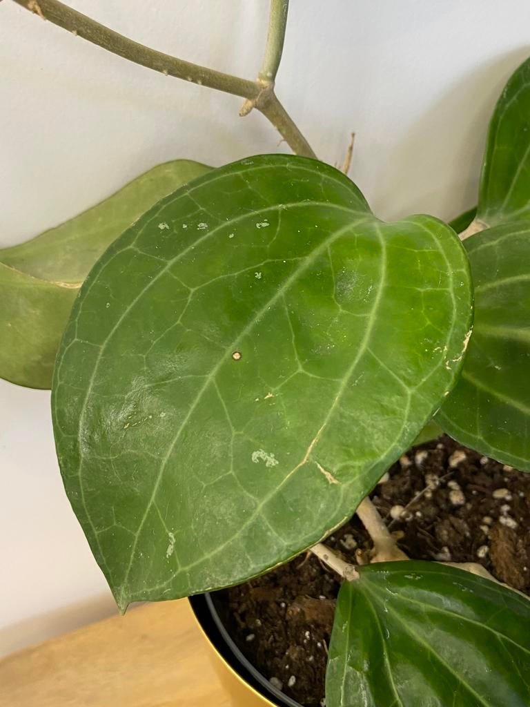 Hoya Sarawak, Ophalen of Verzenden, Halfschaduw, Minder dan 100 cm