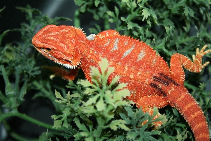 Baardagamen Bearded Dragons Red Bleu-tiger Hypo Trans Bearded Dragon photo 20