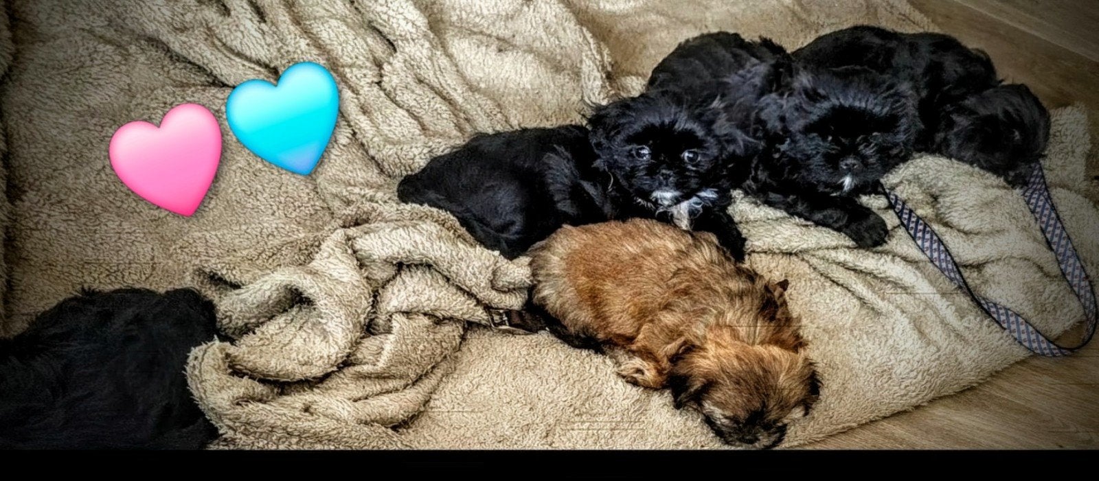 prachtige Boomer pups beschikbaar, 8 tot 15 weken, Meerdere, Meerdere dieren, Nederland