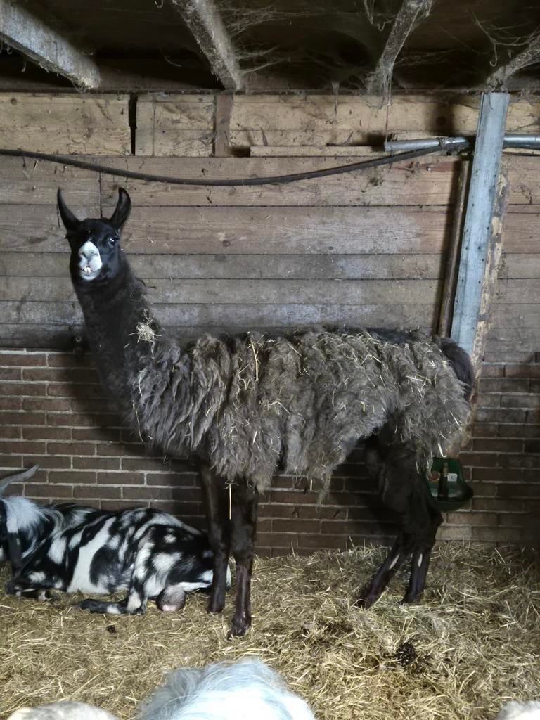 Lama, September, Mannelijk