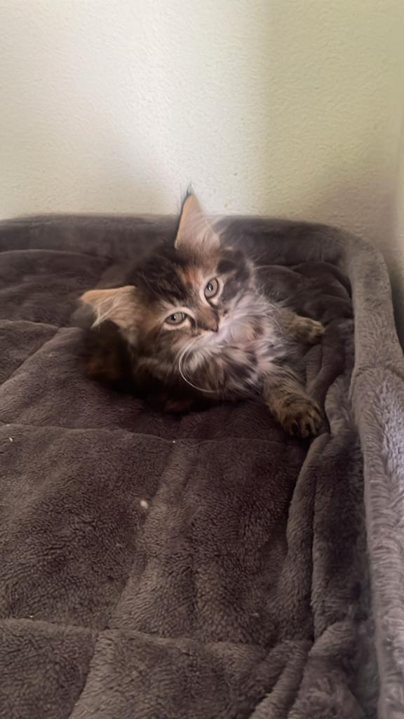 Maine Coon kittens   een Poesje beschikbaar, Geslacht onbekend, Gechipt, 0 tot 2 jaar