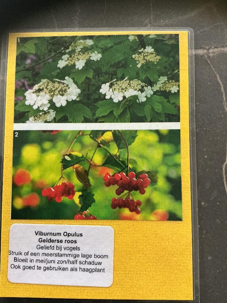Viburnum Opulus Gelderse Roos PAUL’S PLANTJES, Ophalen, Overige soorten, Struik, Minder dan 100 cm