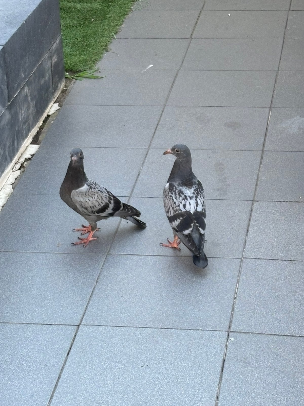 Twee jonge duiven, Dieren en Toebehoren, Vogels | Duiven, Meerdere dieren, Postduif