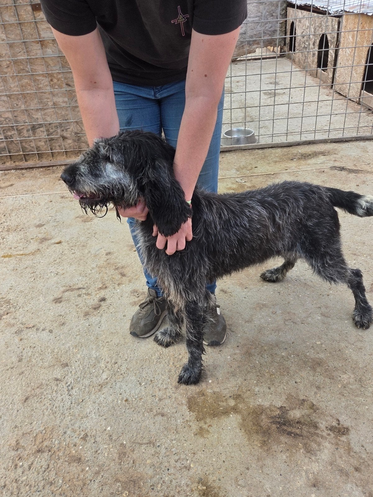 Knappe Sally ter adoptie!, Dieren en Toebehoren, Honden | Niet-rashonden, Particulier, Buitenland, Teef, Parvo