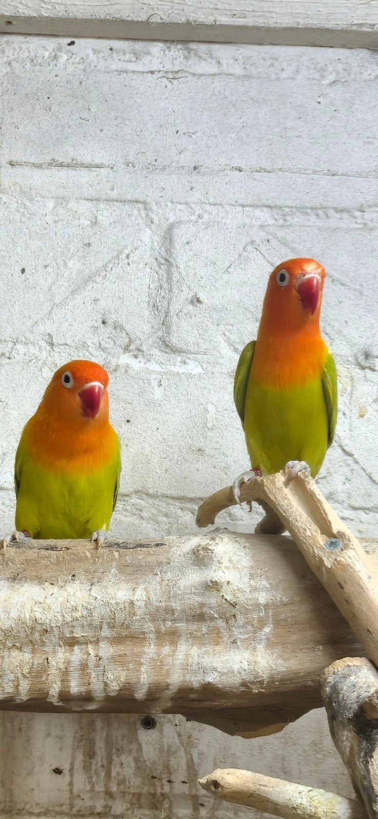 koppeltje groen dilute/blauw fischeri, Meerdere dieren, Dwergpapegaai of Agapornis, Geringd