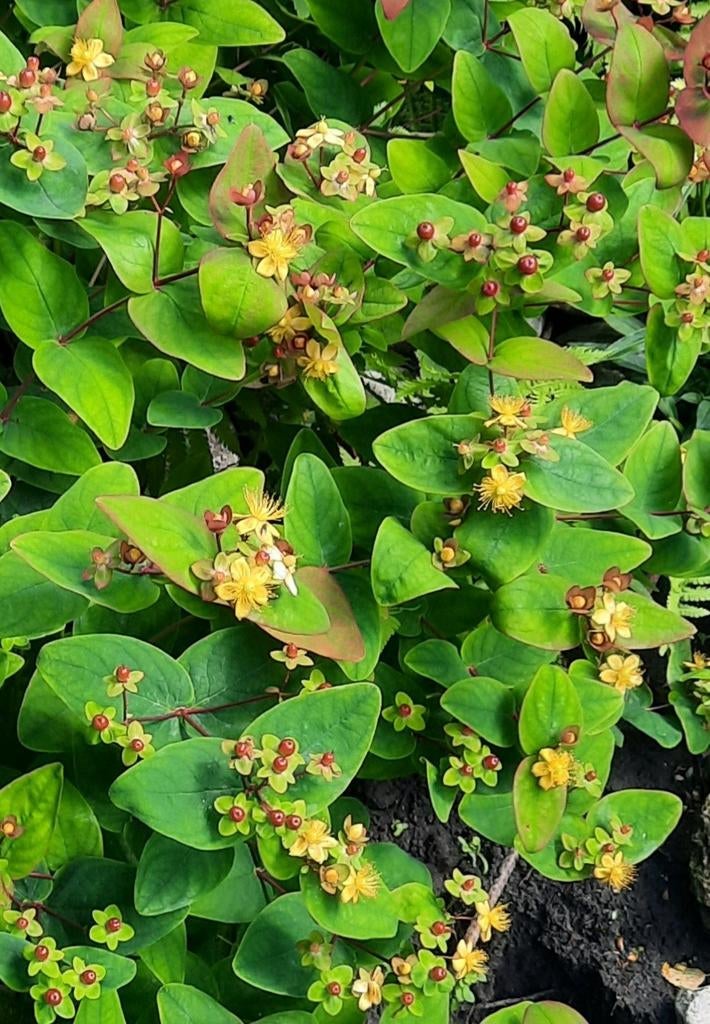Hertshooi, Hypericum planten, Volle zon, Vaste plant, Zomer, Ophalen