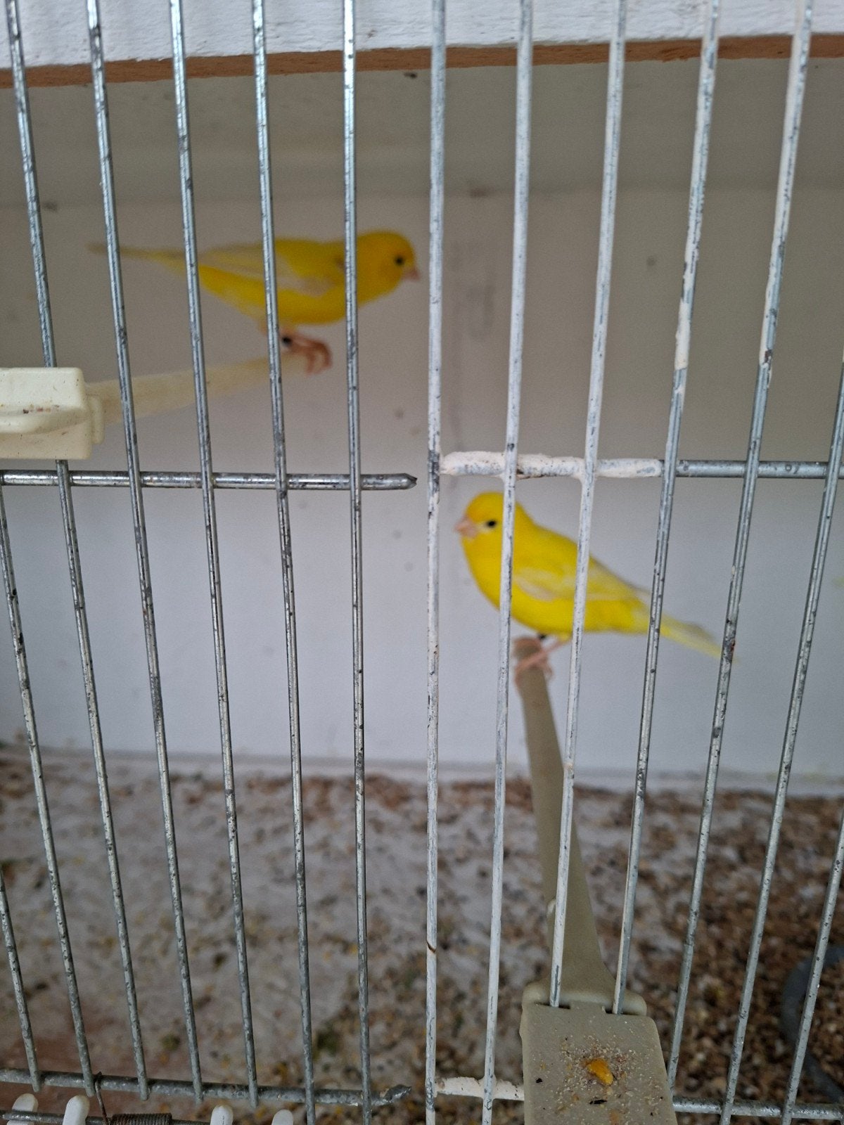 jonge kanaries, Dieren en Toebehoren, Meerdere dieren, Kleurkanarie
