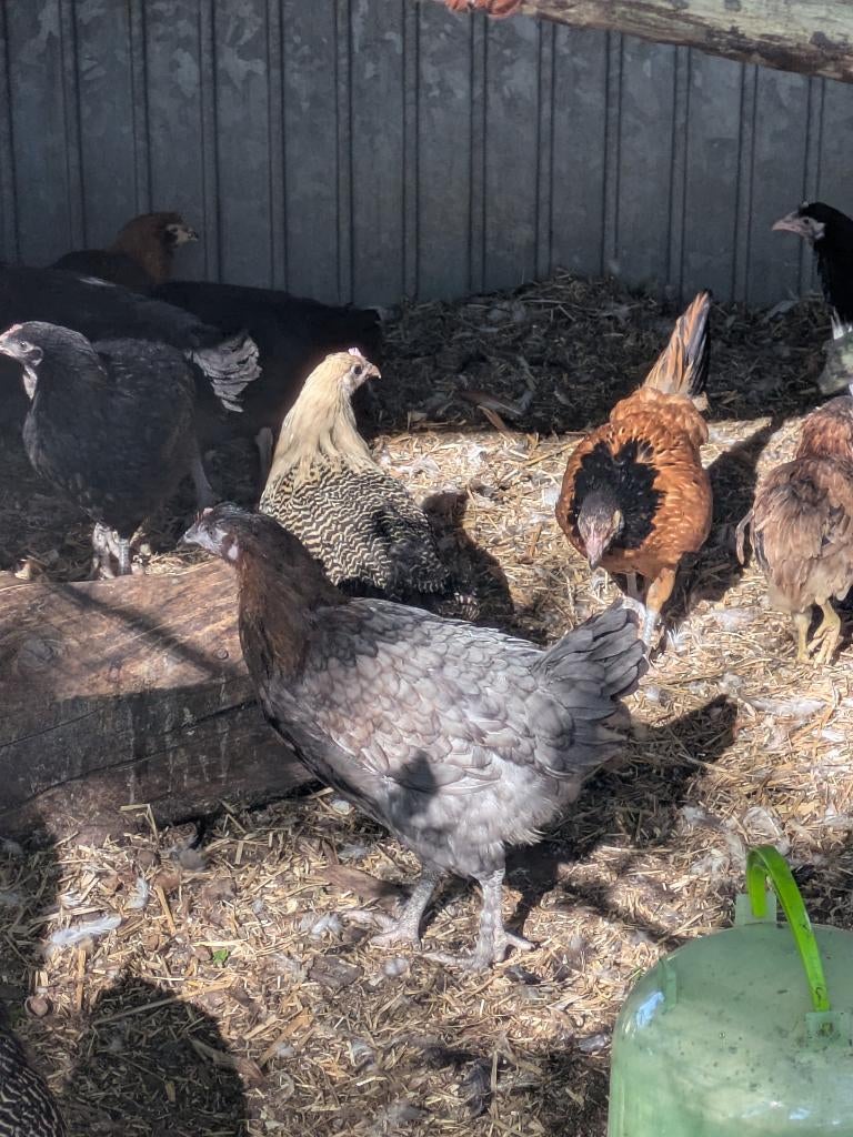 Marans, Geslacht onbekend, Kip