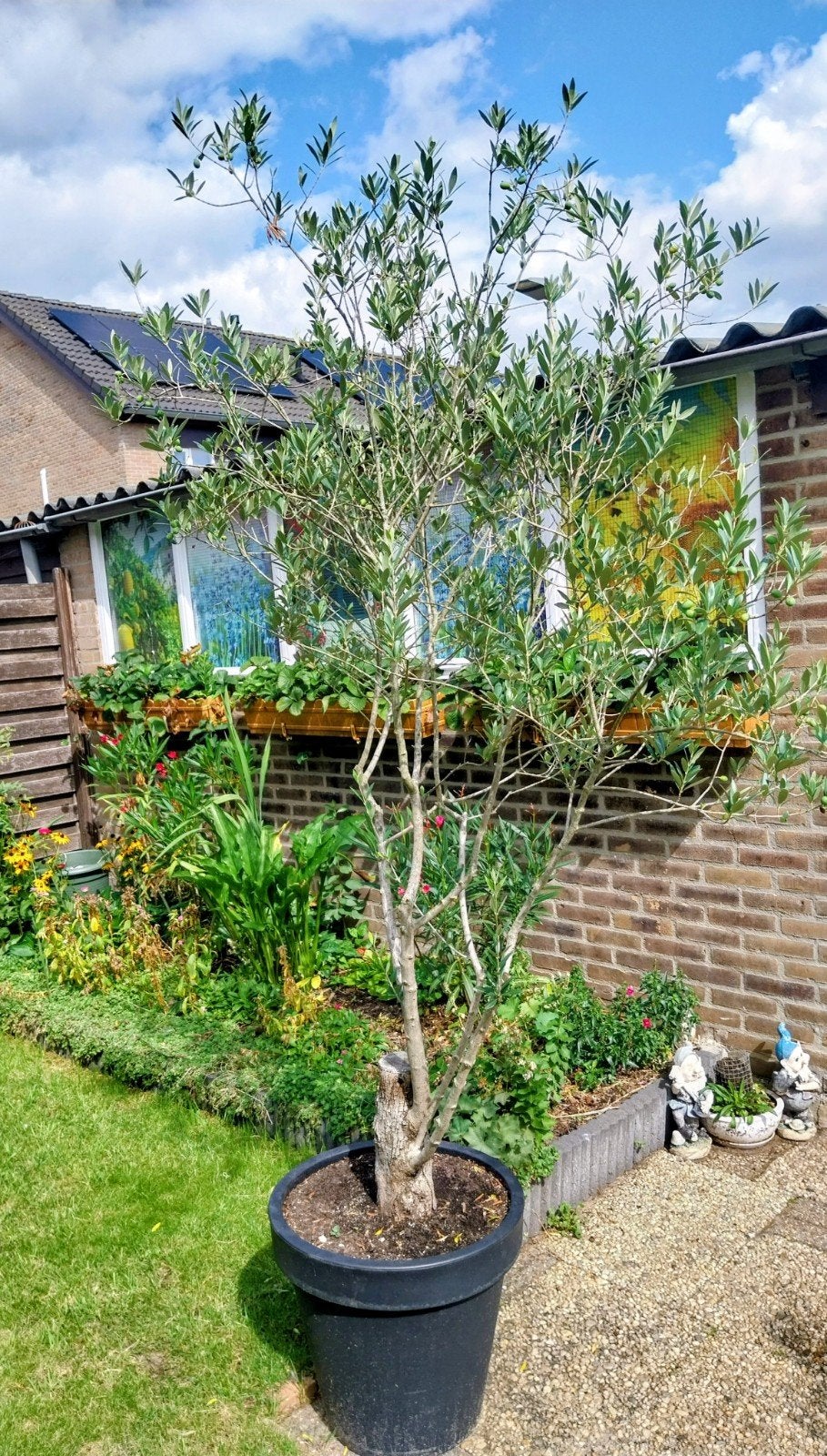 Grote Olijfboom, Ophalen, Volle zon, Vaste plant, Zomer