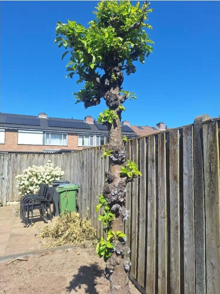 Appelboom gratis, Ophalen, 100 tot 250 cm, Appelboom, Lente