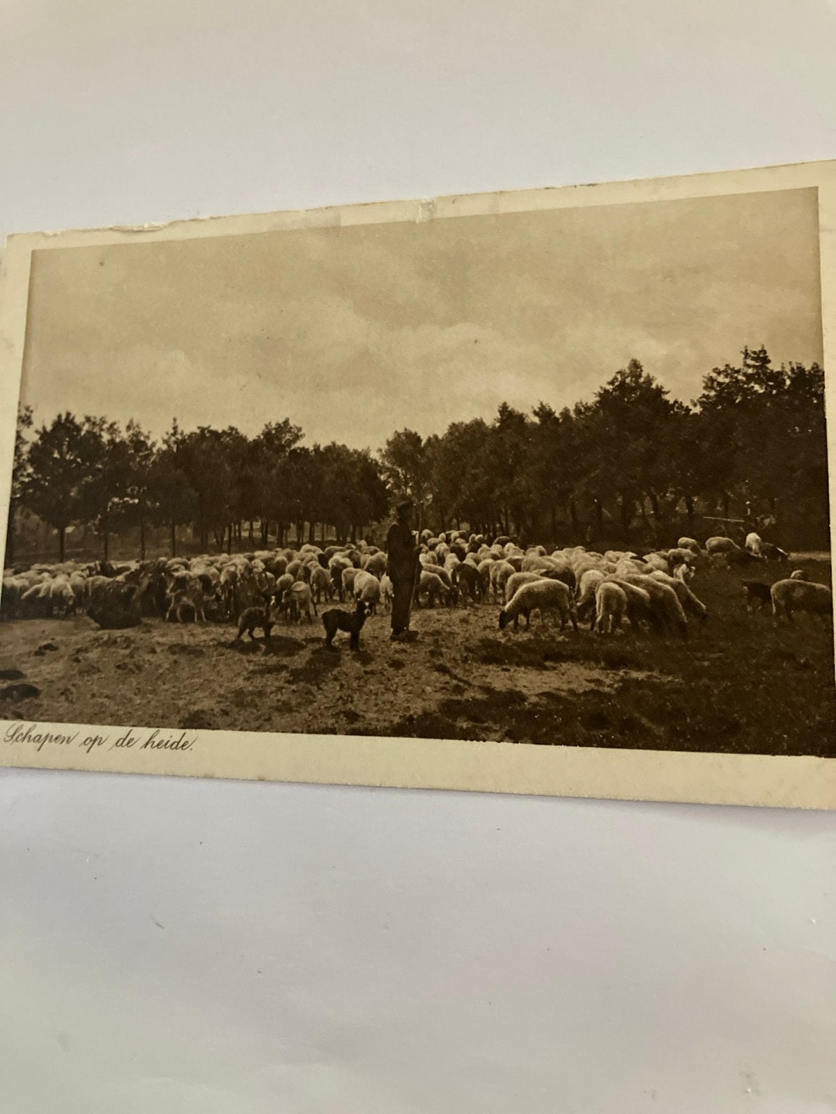 Oude Ansichtkaart: Schapen op de Heide (1916), Ophalen of Verzenden, Voor 1920, Gelopen