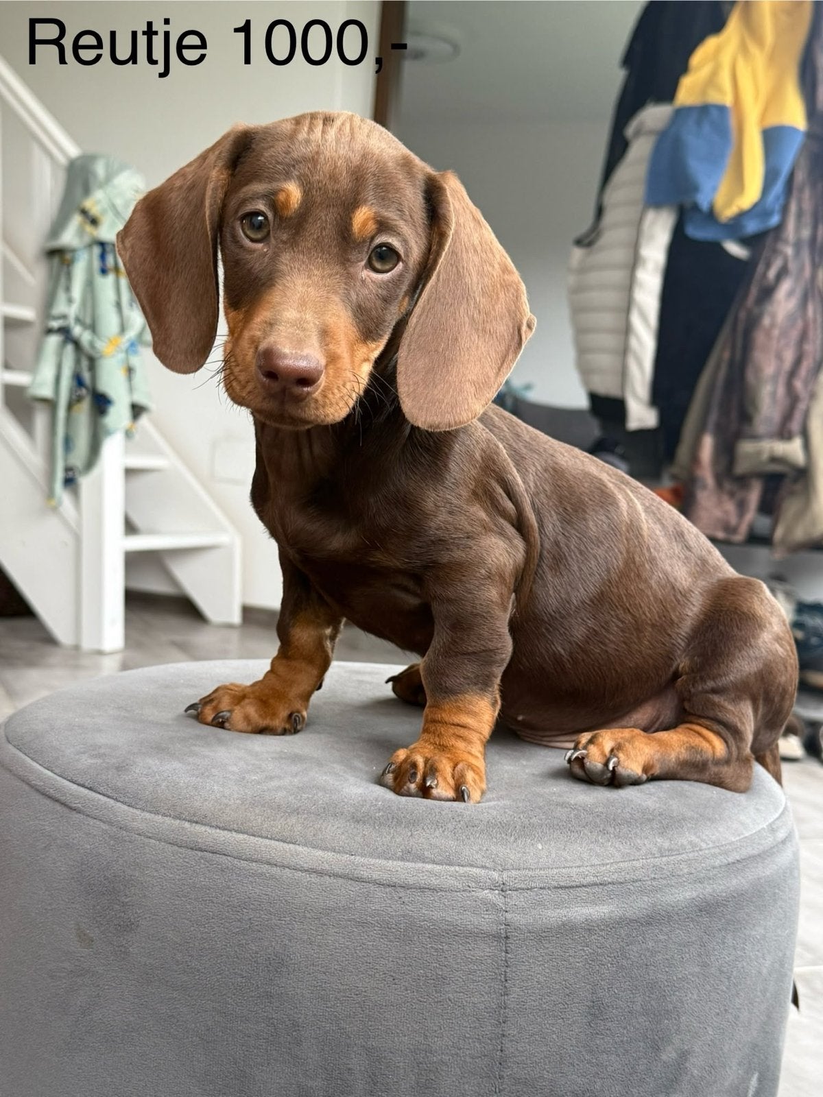 Dwerg teckels puppy’s choco, Particulier, 8 tot 15 weken, Dwerg, Meerdere