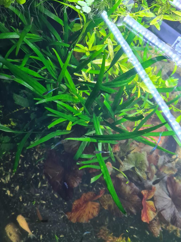 Diverse aquarium planten, Dieren en Toebehoren, Ophalen of Verzenden, Plant(en), Steen of Hout