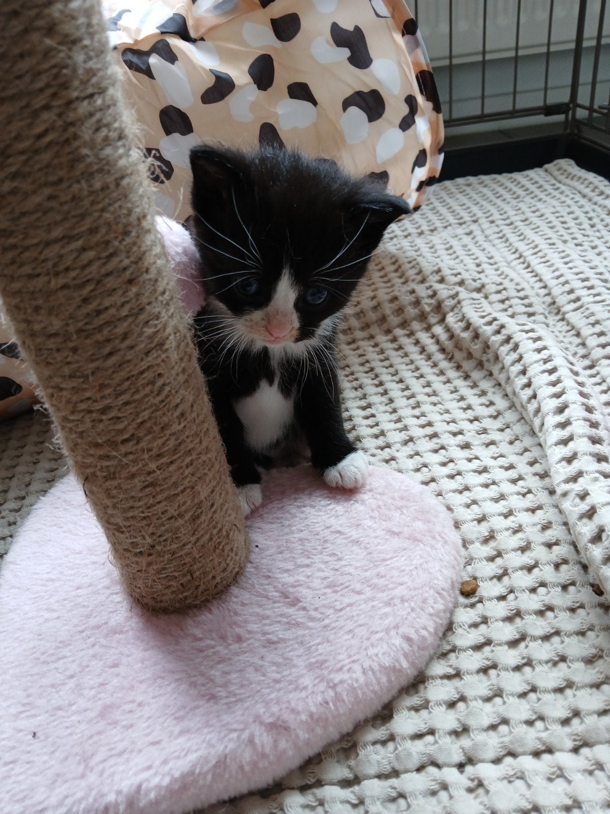 Kittens