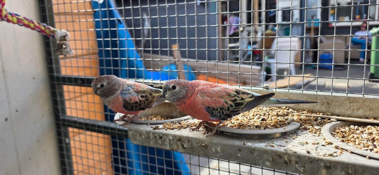 Valkparkieten Roodrugparkieten en Boerkes, Meerdere dieren, Parkiet