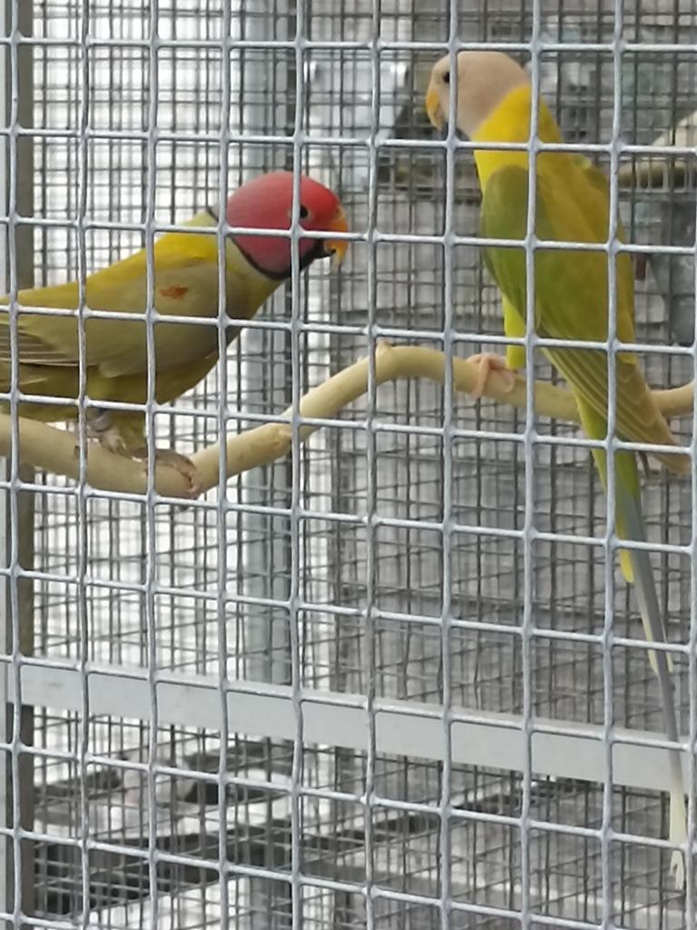 Prachtig koppel pruimekoppen, Dieren en Toebehoren, Vogels | Parkieten en Papegaaien, Meerdere dieren, Parkiet