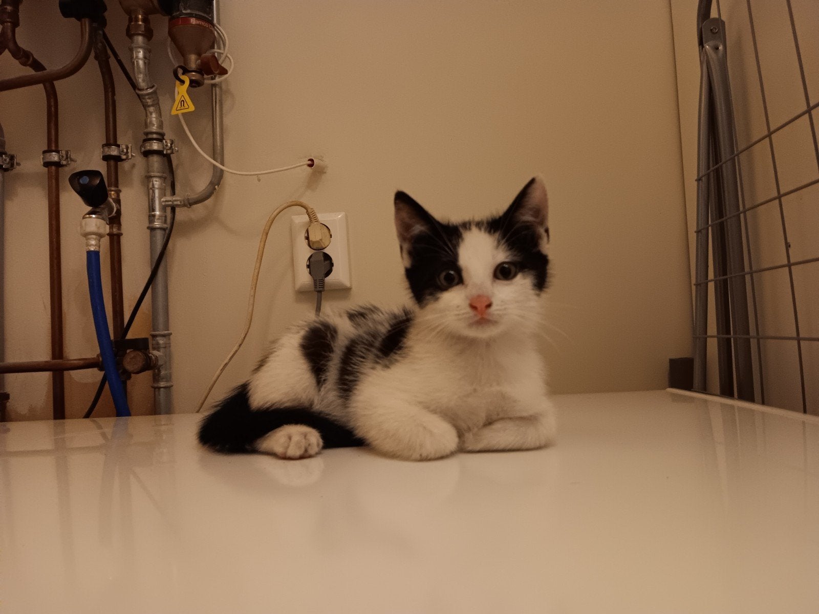 2 lieve kittens te koop, Dieren en Toebehoren, Meerdere dieren