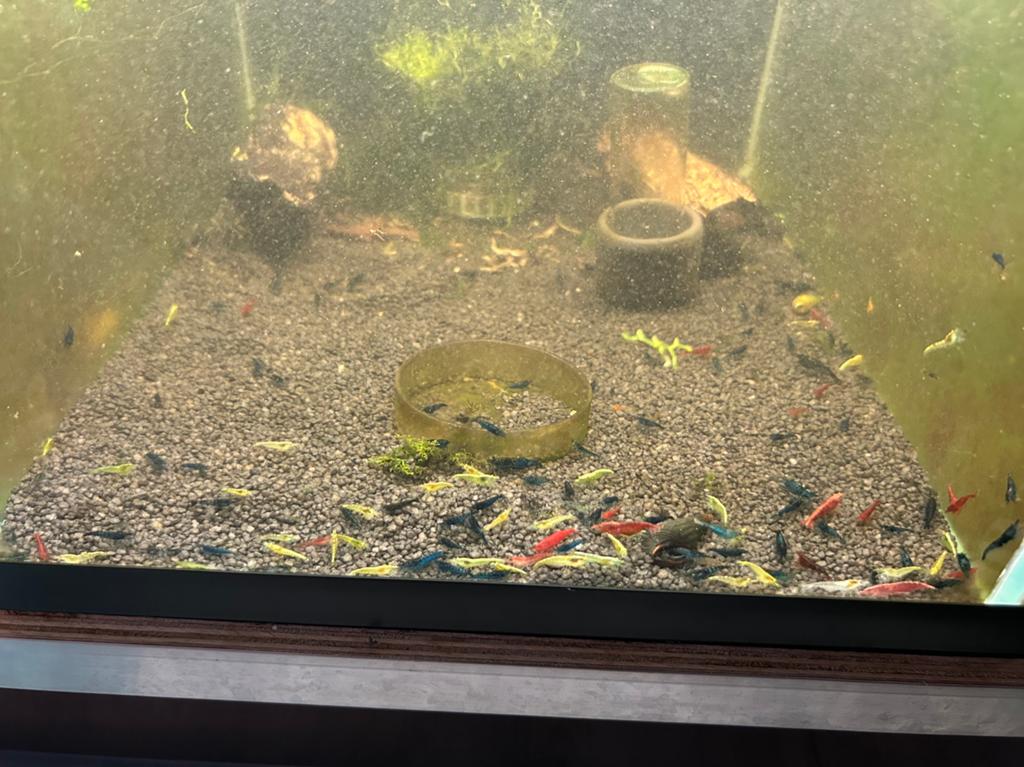 Skittelmix happymix garnalen mix neocaridina, Dieren en Toebehoren, Kreeft, Krab of Garnaal