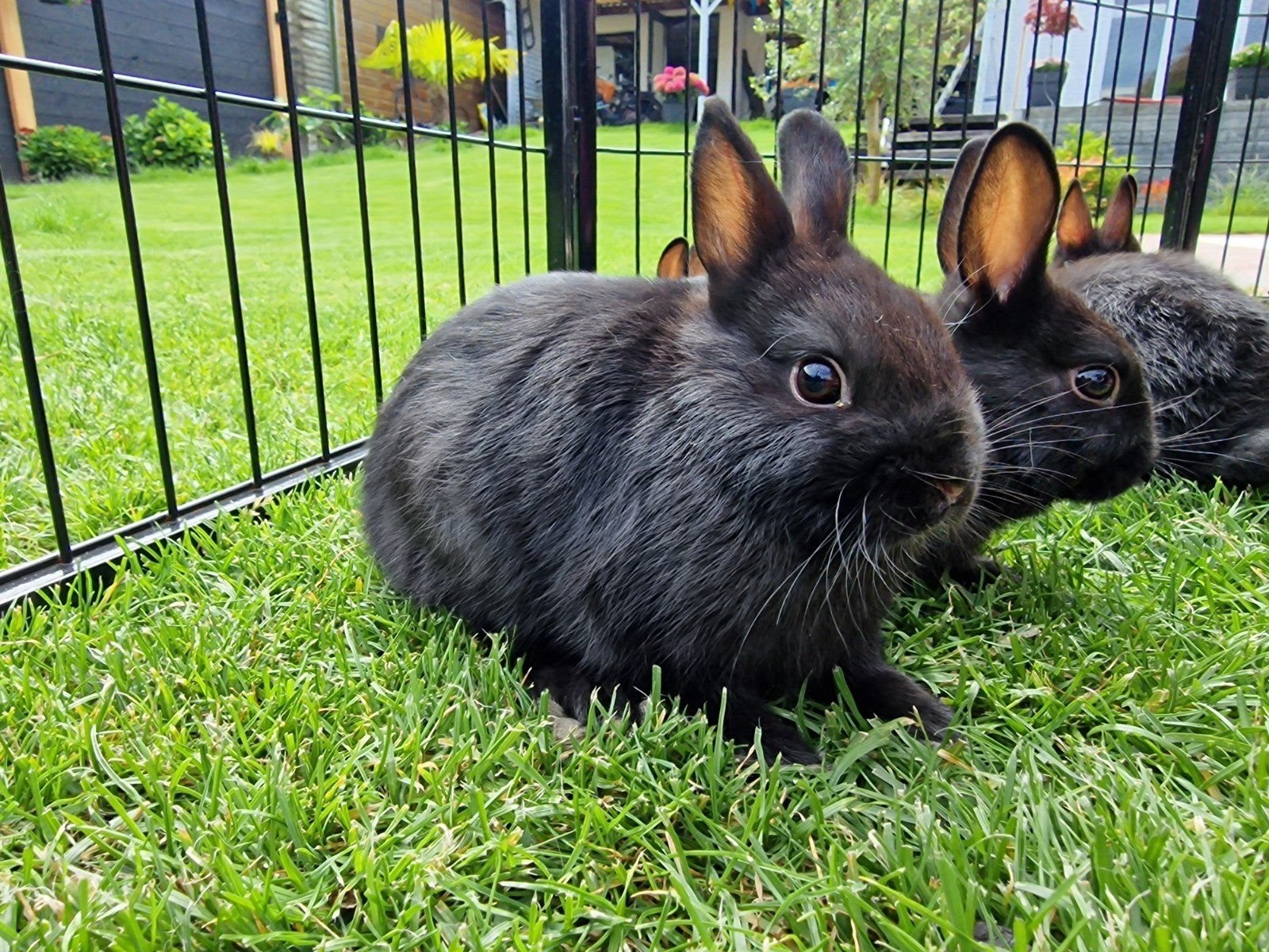 Nestje kleur dwergkonijntjes, Meerdere dieren, Dwerg