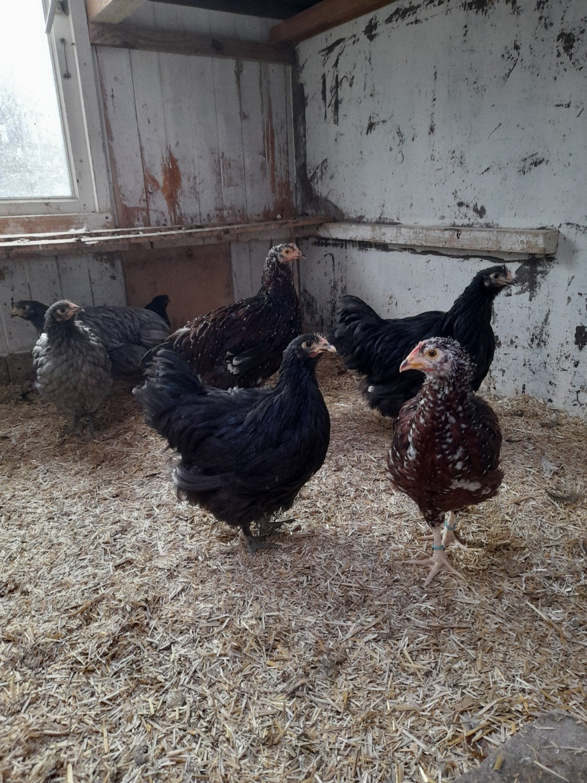 Orpington  zwart 1 x en Sussex rood porselein 1 x groot, Dieren en Toebehoren, Pluimvee, Vrouwelijk, Kip