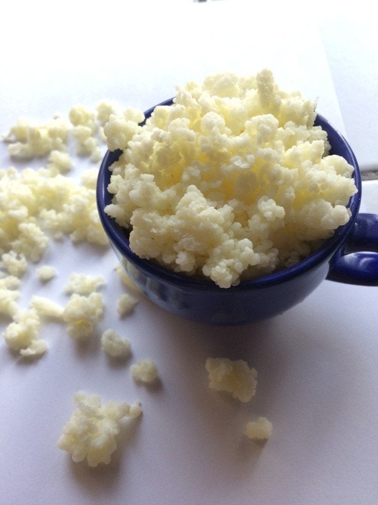 Kefirkorrels, kefir plantje, melkkefirkorrels, Ophalen