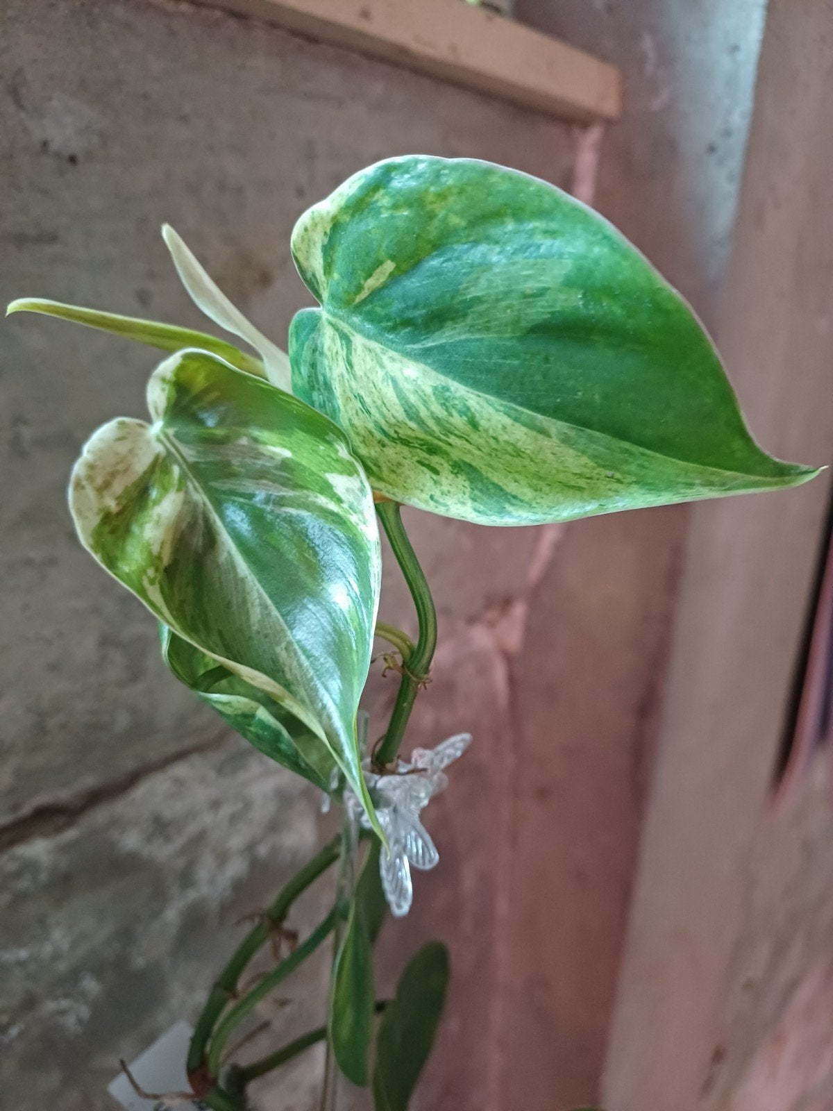 Philodendron hederaceum oxycardium variegata, Overige soorten, In pot, Minder dan 100 cm, Groene kamerplant