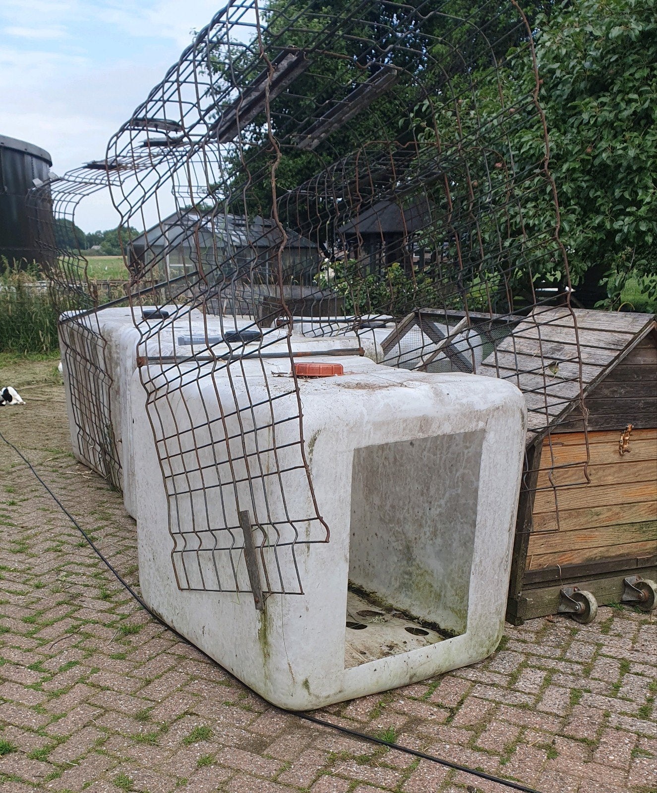 Iglo voor kalveren, Ophalen