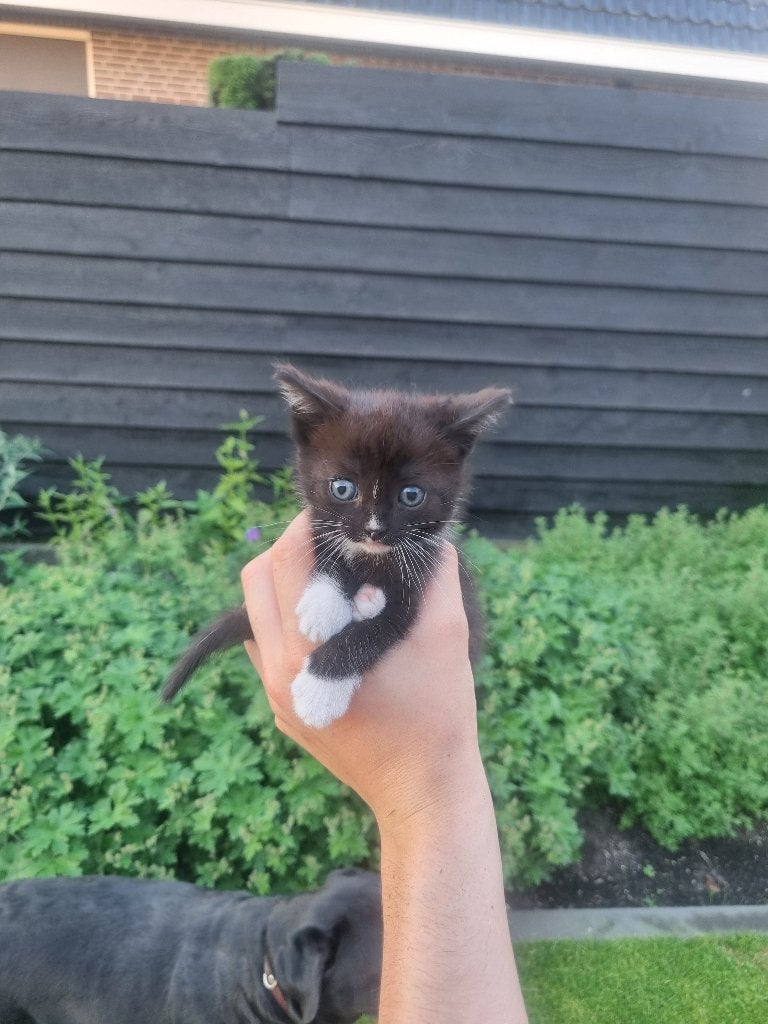 Mooie boerderij kittens!!, Geslacht onbekend, Kortharig, 0 tot 2 jaar